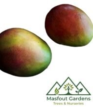 مانجو تومي آتكنز (قلب الثور)
Tommy Atkins Mango - Image 12