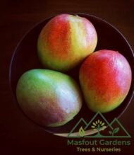 مانجو تومي آتكنز (قلب الثور)
Tommy Atkins Mango - Image 13