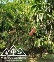 مانجو تومي آتكنز (قلب الثور)
Tommy Atkins Mango - Image 14