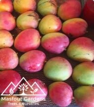 مانجو تومي آتكنز (قلب الثور)
Tommy Atkins Mango - Image 15