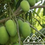 مانجو كولفي  ‏ Kulfi Mango