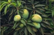 ⁦مانجو لانجراLangra Mango⁩ - الصورة ⁦3⁩
