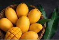 ⁦مانجو لانجراLangra Mango⁩ - الصورة ⁦2⁩