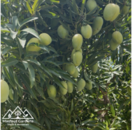 ⁦مانجو بيناكولادا⁩ - الصورة ⁦3⁩