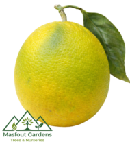 برتقال سكّري - Image 4