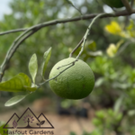 برتقال سكّري