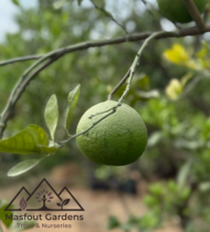 برتقال سكّري