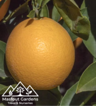 برتقال سكّري - Image 2