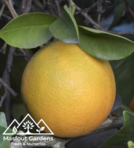 برتقال سكّري - Image 3