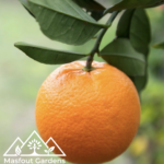 برتقال أمريكي