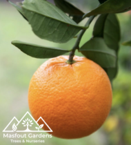 برتقال أمريكي