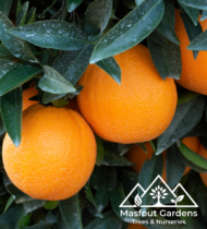 برتقال أمريكي - Image 2