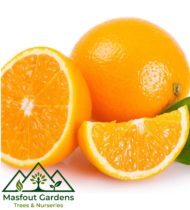 برتقال أمريكي - Image 3