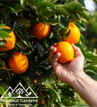 برتقال أمريكي - Image 4