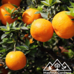 سنطرة أورلاندو الإسبانية