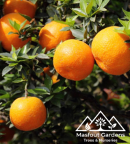 سنطرة أورلاندو الإسبانية