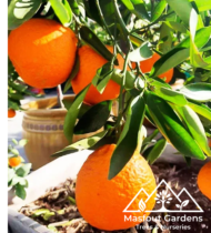 سنطرة أورلاندو الإسبانية - Image 2