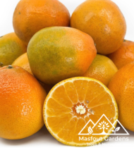 سنطرة أورلاندو الإسبانية - Image 3