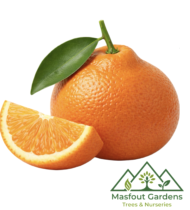 سنطرة أورلاندو الإسبانية - Image 4