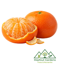 سنطرة أمريكية - Image 2