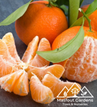 سنطرة أمريكية - Image 3