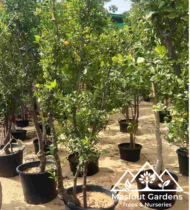 سنطرة أمريكية - Image 4