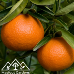 سنطرة أمريكية