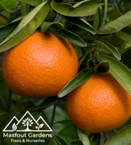 سنطرة أمريكية