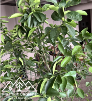 سنطرة أمريكية - Image 5