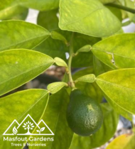 سنطرة أمريكية - Image 6