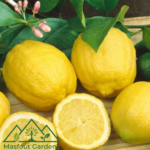 ليمون إسباني