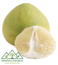 ⁦بوملي أبيض⁩ - الصورة ⁦2⁩