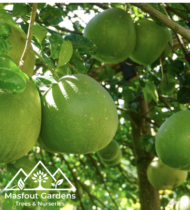 ⁦بوملي أبيض⁩ - الصورة ⁦3⁩