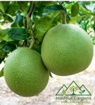 ⁦بوملي أبيض⁩ - الصورة ⁦4⁩