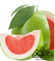 ⁦بوملي أحمر⁩ - الصورة ⁦2⁩