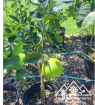 ⁦بوملي أحمر⁩ - الصورة ⁦3⁩