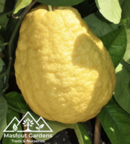 الشَّخاخ (الأترج)