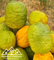 الشَّخاخ (الأترج) - Image 2