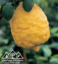 الشَّخاخ (الأترج) - Image 3