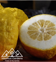 الشَّخاخ (الأترج) - Image 4