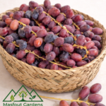 نخلة الزعفران