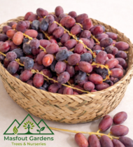 نخلة الزعفران