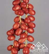 نخلة الزعفران - Image 2