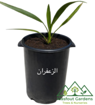 نخلة الزعفران - Image 4