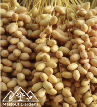 سكر مصر - Image 2