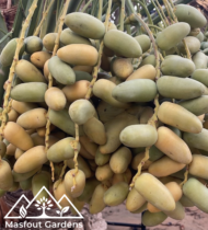 سكر مصر - Image 3