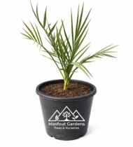 سكر مصر - Image 5