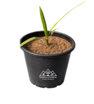 ⁦غندة الإمارات⁩ - الصورة ⁦5⁩