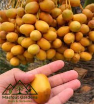 ⁦غندة الإمارات⁩ - الصورة ⁦2⁩