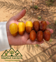 ⁦غندة الإمارات⁩ - الصورة ⁦3⁩